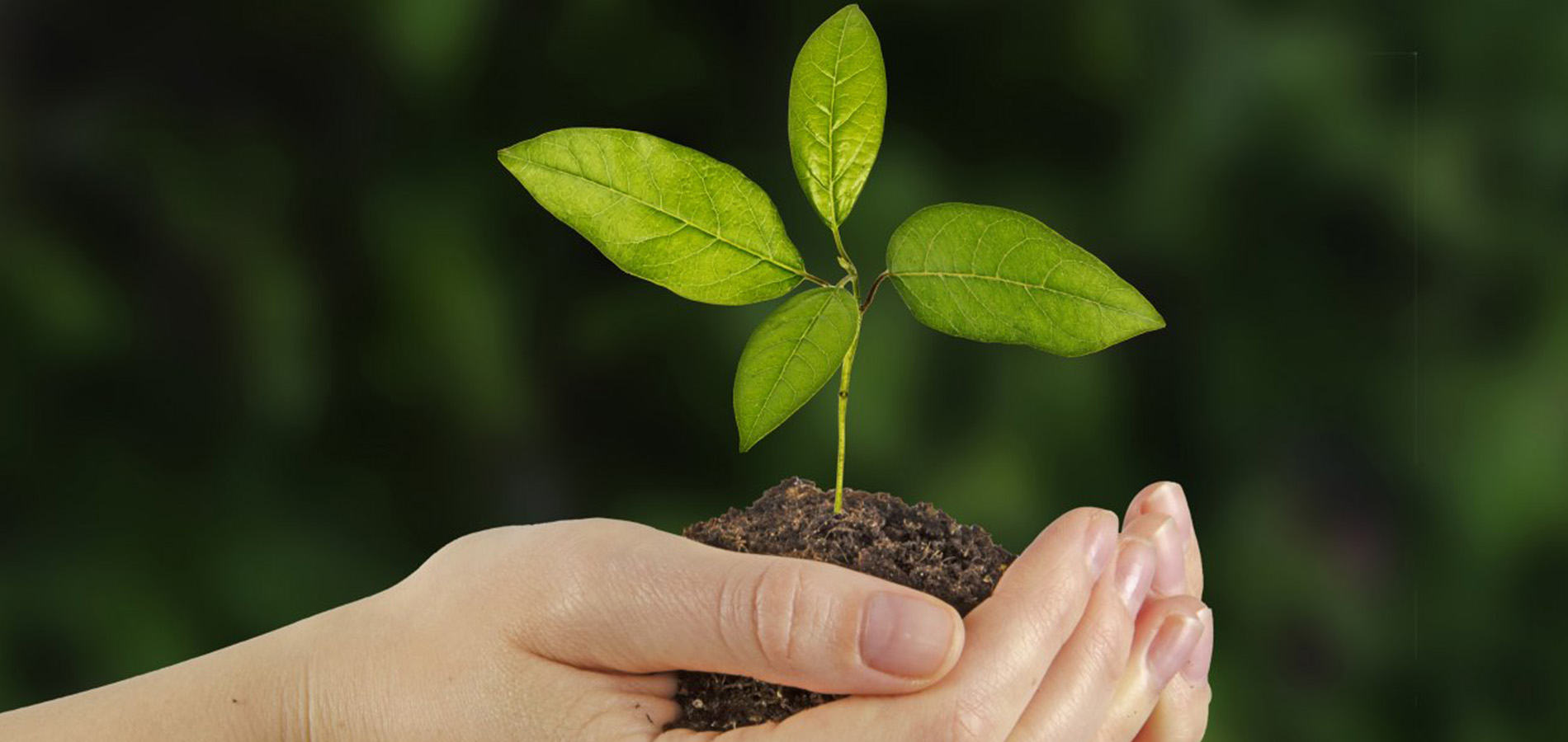 Regenerative landscape